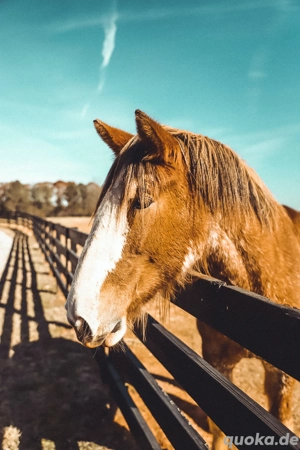 Suche Pferd zur Verfügung mit Kaufoption oder zum Kauf Bild 4