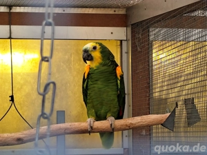 Blaustirnamazone, Amazone 