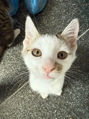 Sky sucht sein Für-immer-Zuhause   neugierig, liebevoll und voller Abenteuerlust