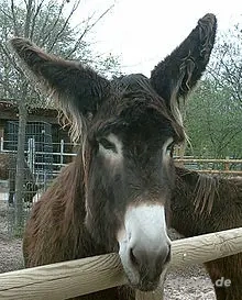 Zwerg und oder Riesenesel gesucht Bild 2