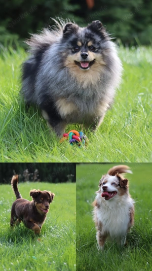 Zwergspitz Pomeranian Deckrüde  Bild 3