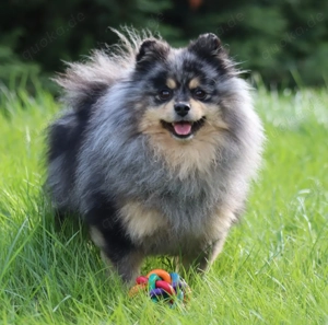 Zwergspitz Pomeranian Deckrüde