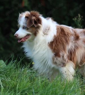 Mini Australian Shepherd Deckrüde, Mini Aussie  Bild 6