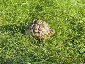 Pantherschildkröte Stigmochelys Pardalis Babcocki