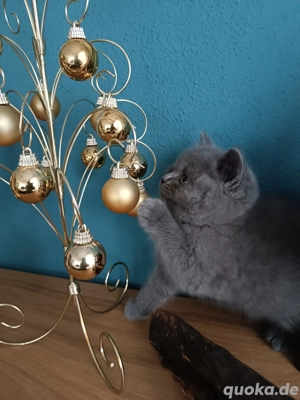 Britisch Kurzhaar Kitten, BKH mit Stammbaum in lilac Bild 5