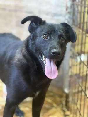 Süßer Jungspund sucht liebevolles Zuhause  Bild 2