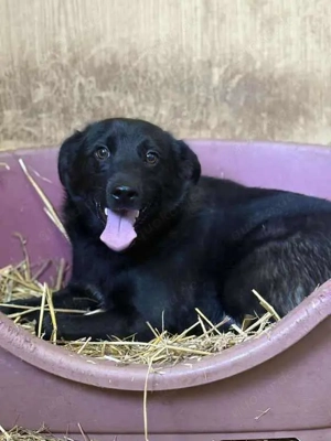 Süßer Jungspund sucht liebevolles Zuhause