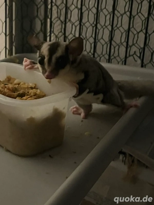 Sugarglider mit Käfig etc
