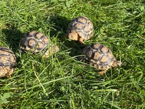 Pantherschildkröte Geochelone Pardalis Babcocki Bild 3