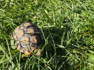 Pantherschildkröte Geochelone Pardalis Babcocki Bild 4