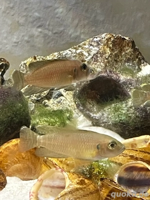 Schneckenbuntbarsche   Zuchtgruppe mit Schneckenhäusern Bild 5