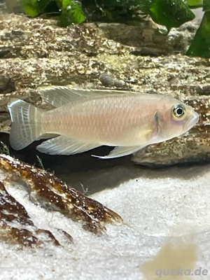 Schneckenbuntbarsche   Zuchtgruppe mit Schneckenhäusern Bild 2