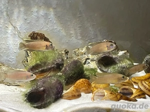 Schneckenbuntbarsche   Zuchtgruppe mit Schneckenhäusern Bild 4