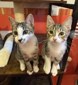 Bambu & Dalia - Kleines  junges  Dreamteam sucht ruhige Familie