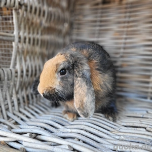Liebe ältere Zwergwidder Häsin Mona sucht Zuhause-geimpft