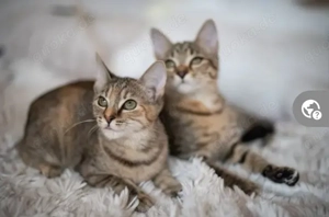 Halloooo,  wir suchen Dich! Ja, Dich  ..