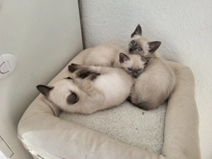 Siam Kitten am 16.08.2015 geboren 