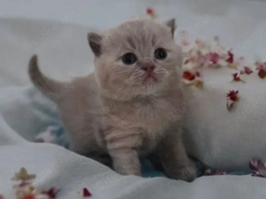 Reinrassige BKH Kitten !