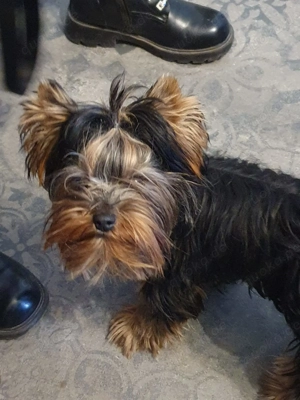 Kleiner Yorkshire Bube 