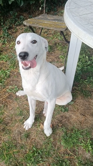 Mimmo, a.d.Tierschutz, sucht Happy-Home 