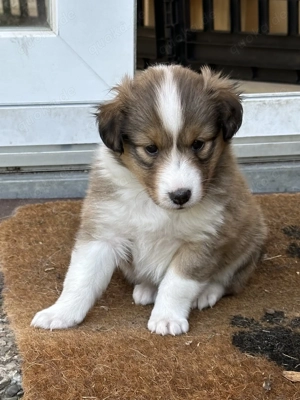 3 Sheltie Rüden suchen noch ihre Familien 