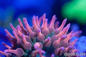 Suche Sunburst-Anemone