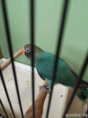 Rußköpfchen  Bild 3