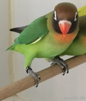 Rußköpfchen  Bild 2