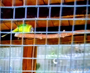 Junge Pflaumenkopfsittich-Henne von 24 abzugeben 