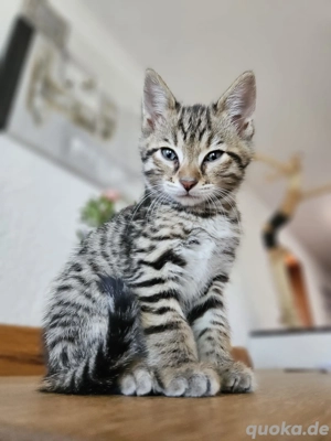 Reinrassige Bengal Kitten Kätzchen 