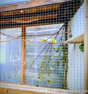 Junge Pflaumenkopfsittiche von 25 abzugeben 