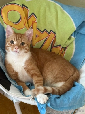 Verkauf orange Kater