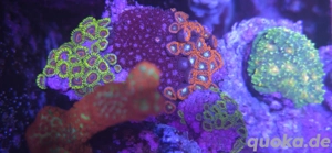 Krustenannemone mit Gonipora