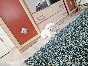 Bichon maltez Suche eine neue Familie und ein neues Zuhause, 