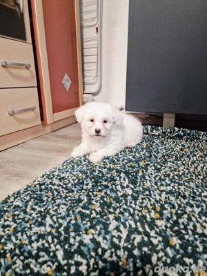 Malteser Bichon sucht neue Familie und neues Zuhause 