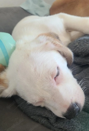 Deutsche Bracke-Jackrussel-Chihuahua-Bulldogge-Mix - wird ca. 30-35 cm ausgewachsen Bild 8