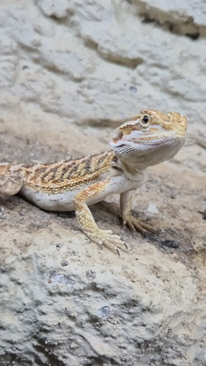 Bartagamen Nachzuchten 