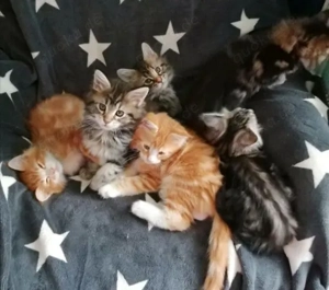 reinrassigen Maine Coon Babys 