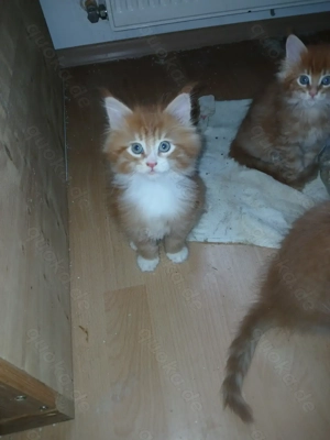Traumhaft schöne reinrassige Maine Coon XL Kitten in redtabby und redtabby white 
