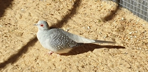 Diamanttauben abzugeben 24 25