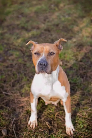 *HANNI*: eine liebe, brave, freundliche, leinenführige Hündin, von der Rasse her eine Listenhündin