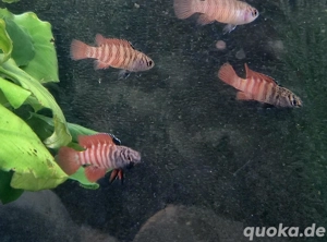 Dario tigris Black Tiger Zwergblaubarsch