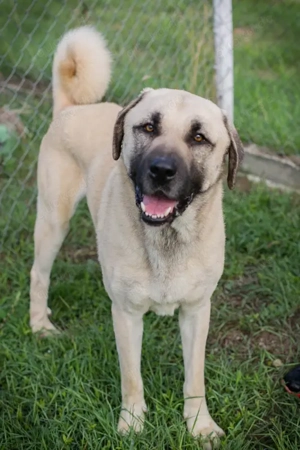 Kangal *AUGUSTUS" - hier suchen wir Menschen, die sich mit dieser Hunderasse auskennen Bild 2