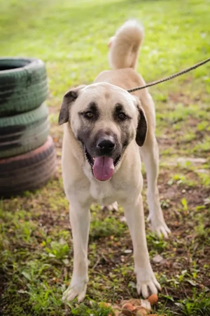 Kangal *AUGUSTUS" - hier suchen wir Menschen, die sich mit dieser Hunderasse auskennen Bild 3