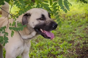 Kangal *AUGUSTUS" - hier suchen wir Menschen, die sich mit dieser Hunderasse auskennen Bild 4