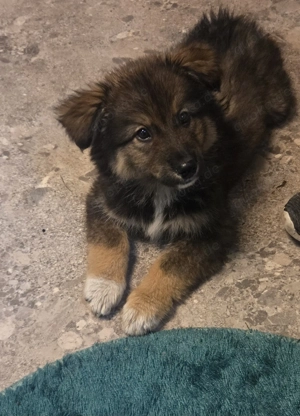 Joon australian shepert akita mix 