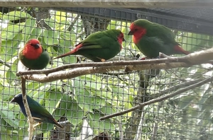 Rotkopfpapageiamadine