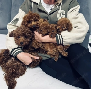 Toy Pudel Teddy  Bild 4 Toy Pudel Teddy  Bild 4