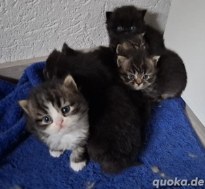 Sibirische katze Neva Masquerade