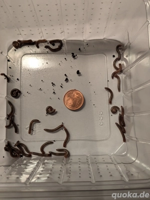 20x Spirobolus caudulanus 